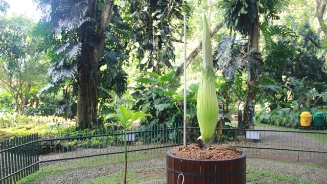 Observasi Di Kebun Raya Bogor