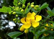 Manfaat Buah dan Daun Senna untuk Kesehatan Tubuh
