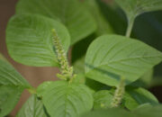 Manfaat Bayam Duri bagi Kesehatan dan Penggunaannya dalam Pengobatan Tradisional